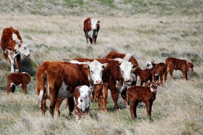 Créditos a tasa bonificada para productores ganaderos y la industria de la carne