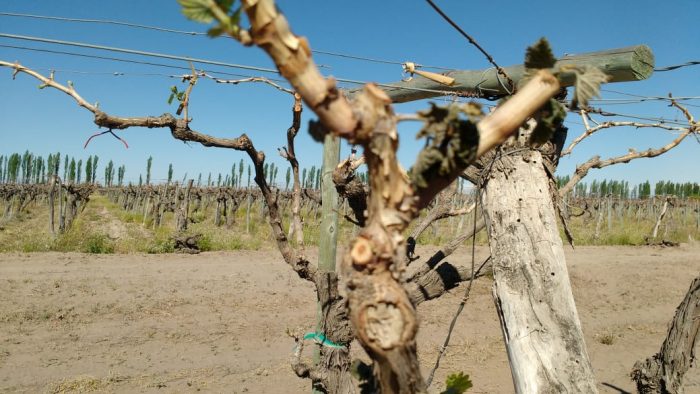 Hasta el 30 de octubre se podrá pagar la segunda cuota del seguro agrícola