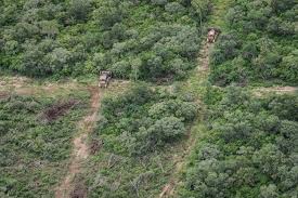 Greenpeace denunció que se desmontaron más de 40 mil hectáreas de bosques