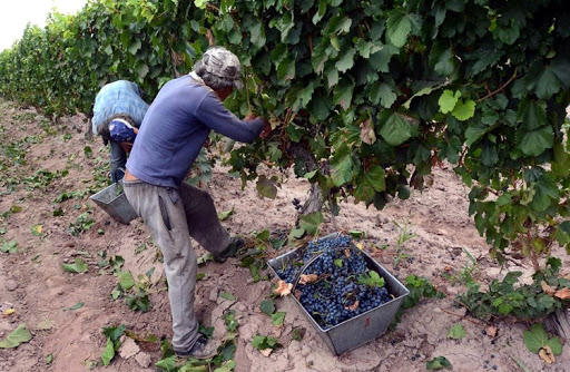 Vendimia 2022: emitieron los datos de Estimación de Producción de uvas para la Argentina
