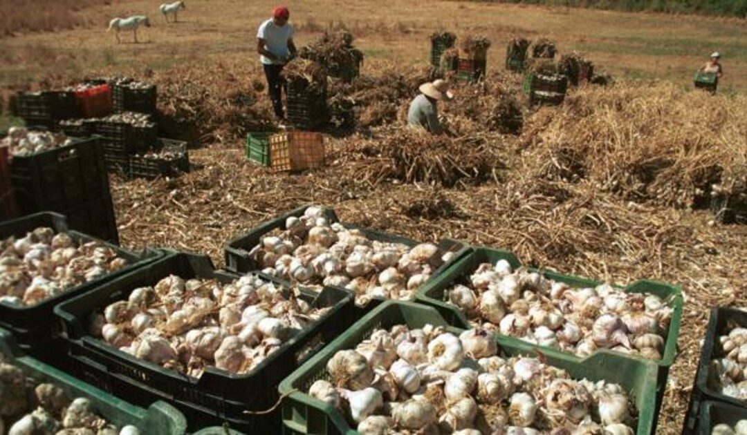 Más de 5.000 mendocinos dispuestos a trabajar en tareas agrícolas