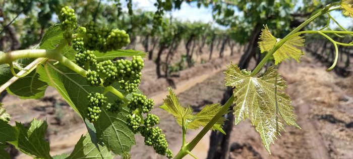 Extienden plazo para que los productores declaren su CBU y reciban el pago por Seguro Agrícola