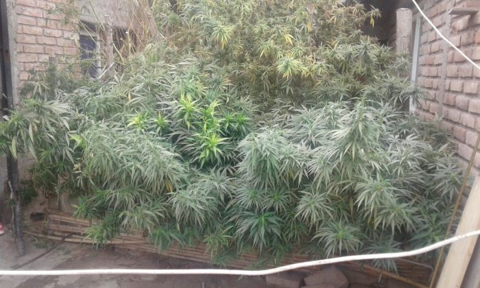 En el último año secuestraron más de 3. 300 kilos de marihuana, cocaína y otras drogas