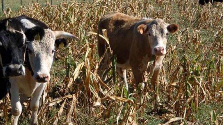 Declararon la emergencia agropecuaria en la provincia de Misiones