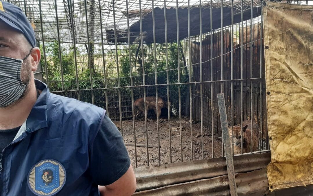 Rescataron más de 300 animales en cautiverio que estaban en un predio rural
