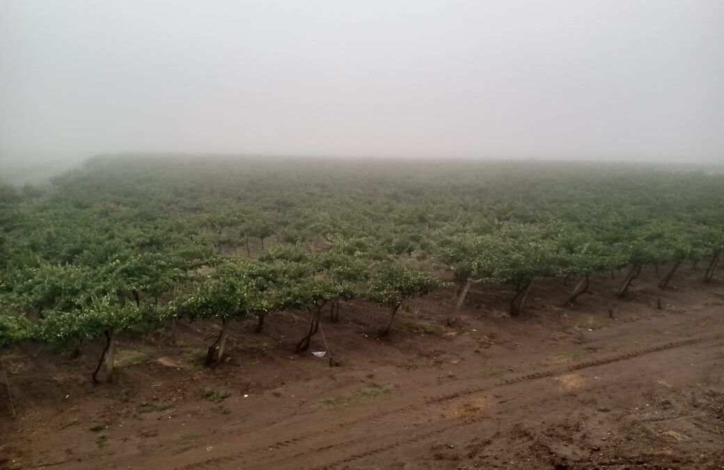 Viernes nublado y con poco cambio de la temperatura en Mendoza