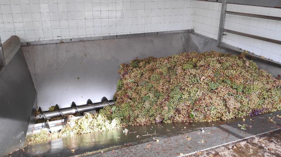 Viñateros de Mendoza piden el 22 por ciento de uvas para mostos