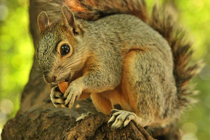Tupungato: trabajan para detectar un animal exótico que trae serias amenazas a la biodiversidad autóctona