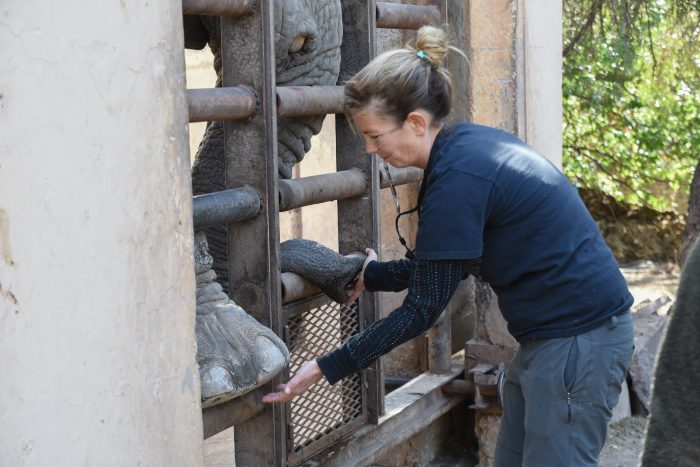 Ecoparque: llegaron los contenedores para trasladar a dos de los elefantes al santuario en Brasil