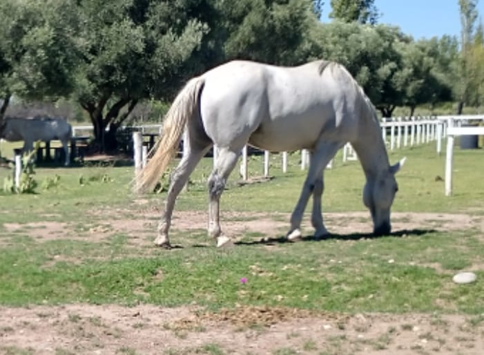 Robaron dos caballos de una fundación de equinoterapia y lograron recuperarlos