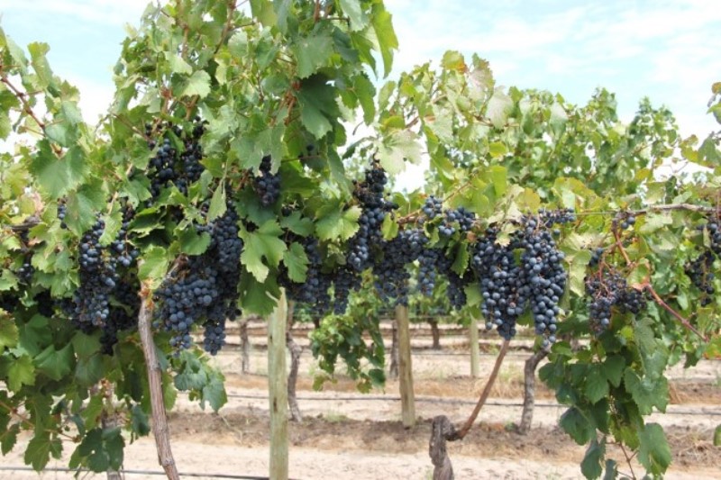 El Senasa y el Institituto Nacional de Vitinicultura unifican el trámite del DTV-e para simplificar los procedimientos de productores y bodegueros