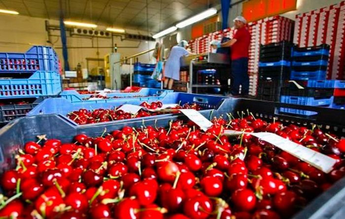 Mendoza será sede del Tercer Seminario Internacional de cerezas frescas tempranas