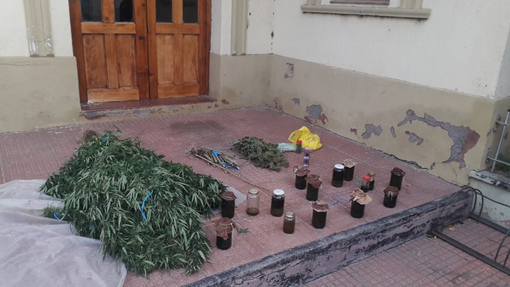 Detectan producción ilegal de aceite de cannabis y comercialización de cogollos