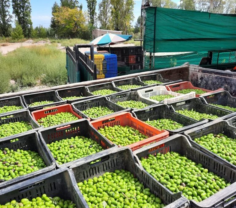 Clausuraron un acopiador clandestino de aceitunas