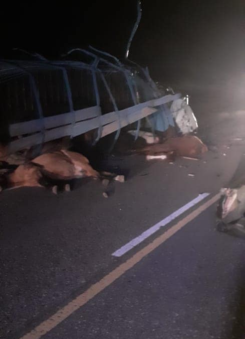 Muere un camionero y cuatro caballos tras un choque frontal entre camiones