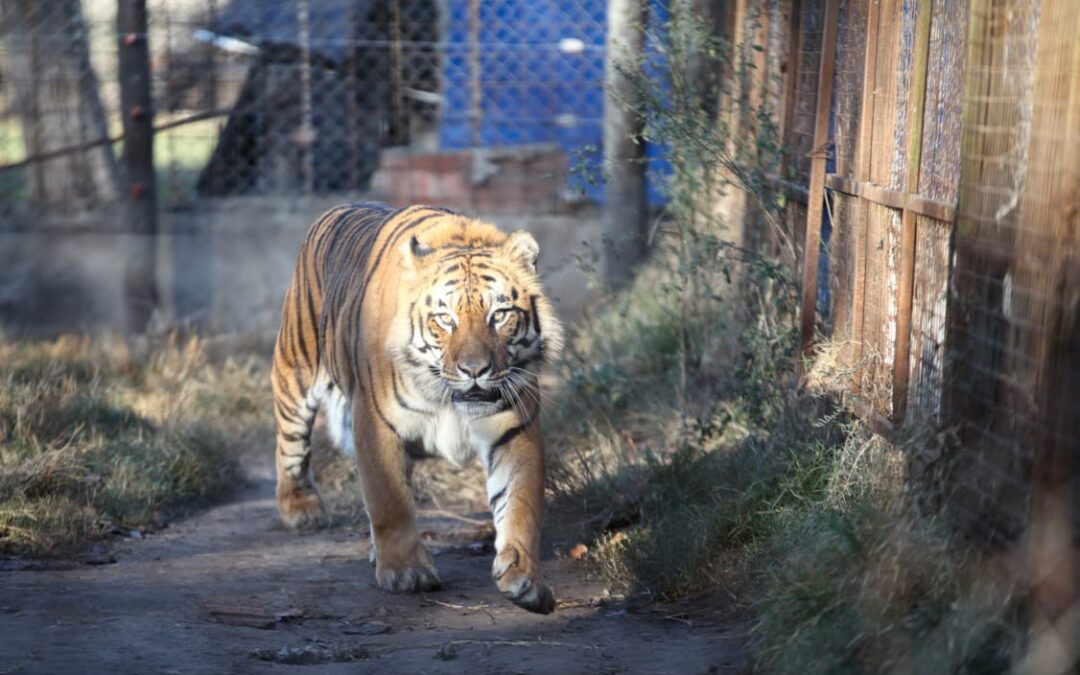 Rescataron un tigre de bengala y una leona tras un allanamiento