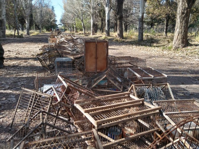 Protección de la fauna silvestre: fueron destruidos más de 4.000 jaulas y tramperos secuestrados en varios operativos