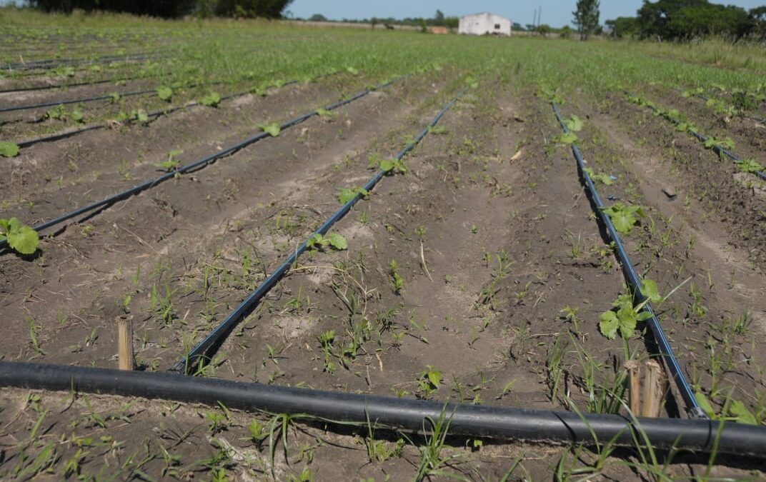 Aprueban 169 millones de pesos para proyectos de la agricultura familiar, campesina e indígena