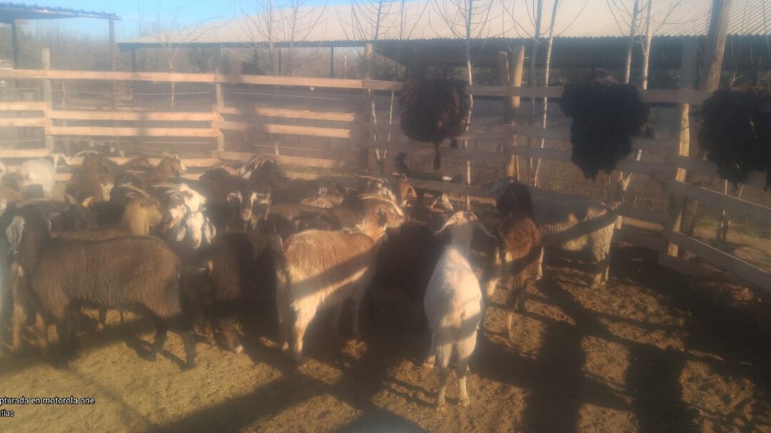 Detenidos por robo de cabras en una localidad mendocina