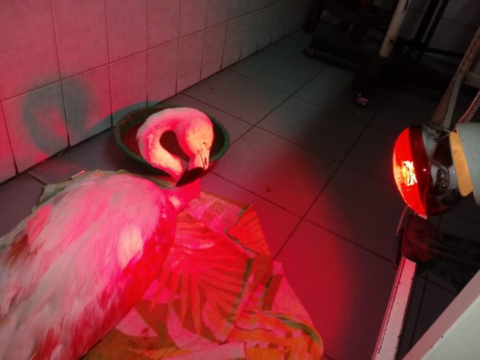Rescataron un  flamenco austral en un localidad mendocina y es el segundo en menos de un mes
