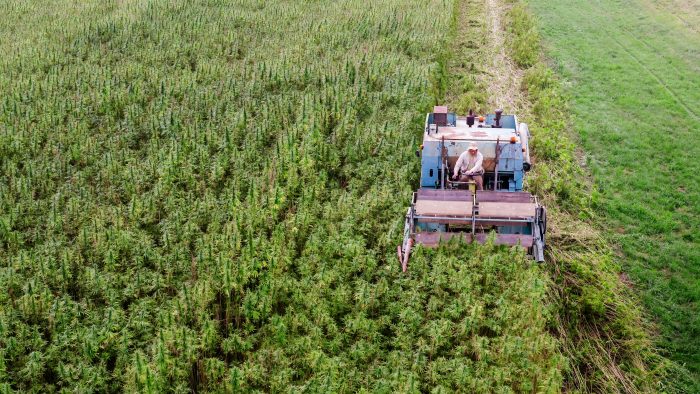 Mendoza aprobó el procedimiento para la producción de cannabis medicinal