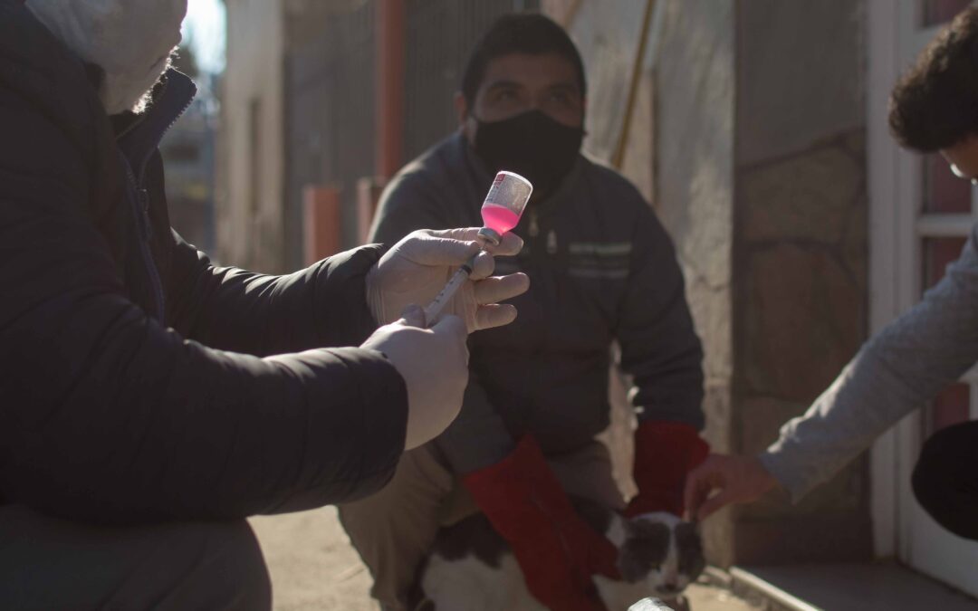 Campaña gratuita de Vacunación Antirrábica para perros y gatos en Tupungato
