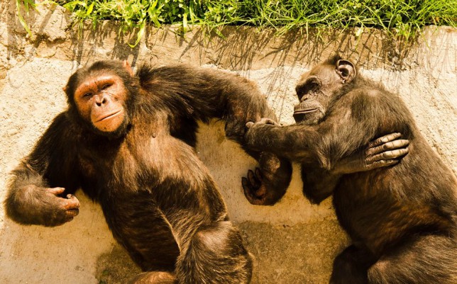 Ecoparque: a 4 años del traslado de Cecilia, un hecho histórico en el mundo