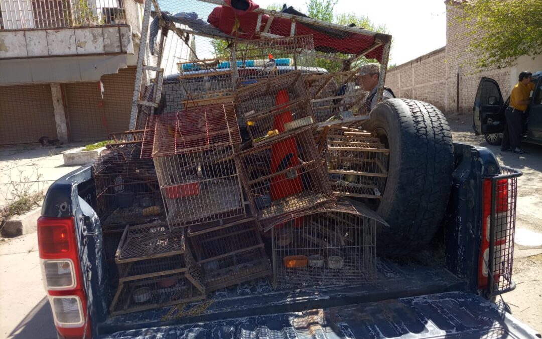 Logran secuestrar 26 aves de distintas especies protegidas  que estaban por ser comercializadas