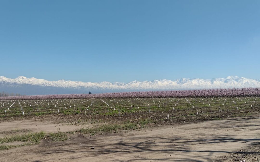 Clima en Mendoza: este miércoles se espera que continúe ascendiendo la temperatura