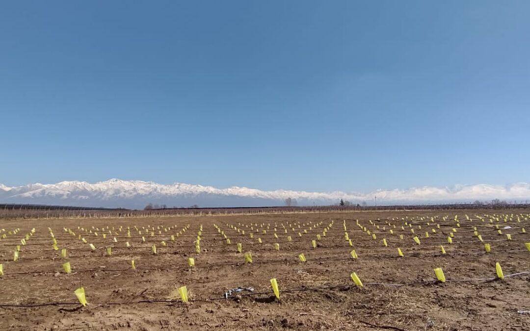 Clima en Mendoza: jueves con descenso de la temperatura