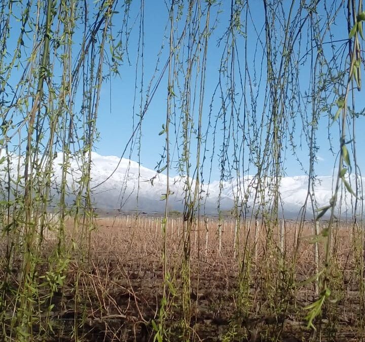 Clima en Mendoza: este jueves habrá ascenso de la temperatura