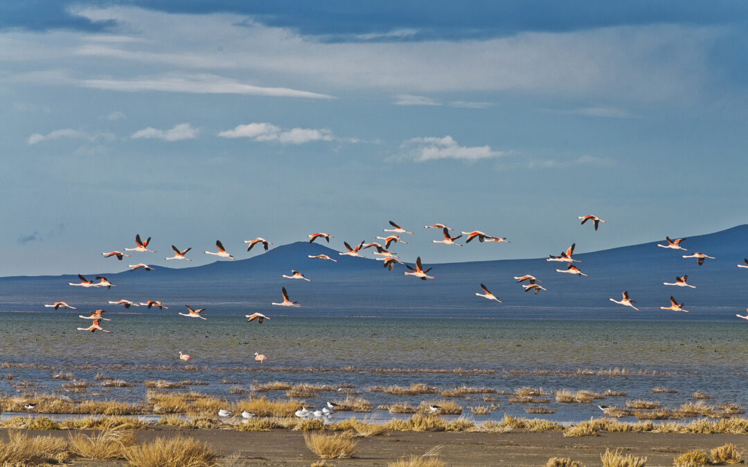 Mendoza continúa siendo el 2º sitio de nidificación del flamenco austral en Sudamérica
