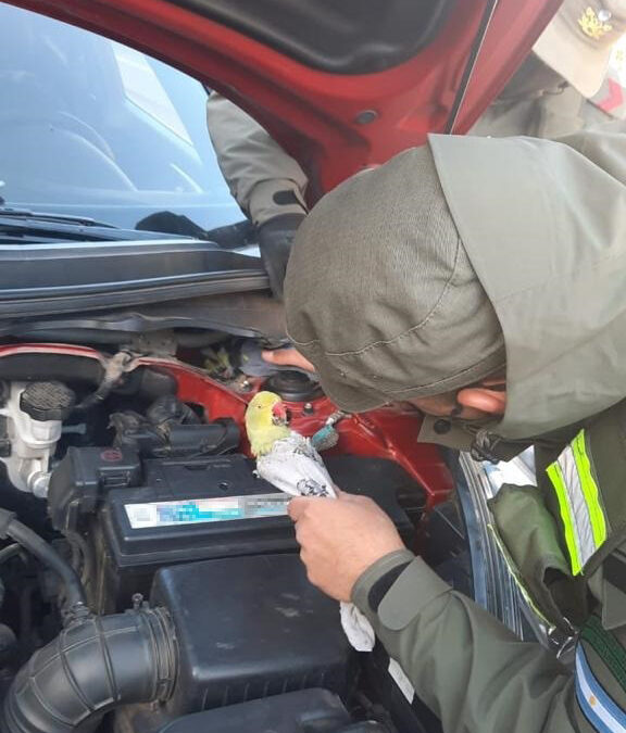 Gendarmería detuvo a una persona que viajaba hacia Chile transportando animales exóticos oculto en su automóvil