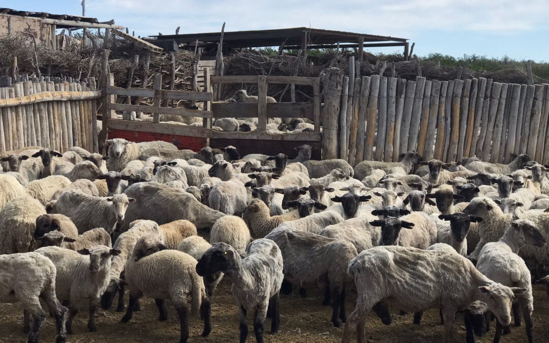 Agricultura Familiar: vacunación de ovinos para prevenir la hidatidosis en Mendoza