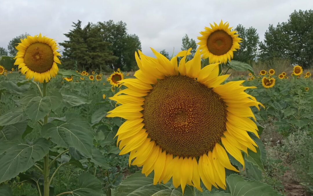 Jueves con descenso de la temperatura en Mendoza