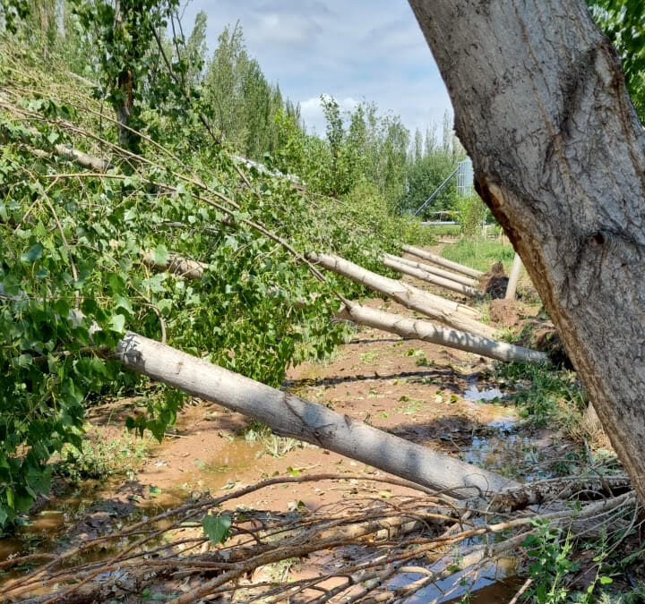 Contingencias climáticas: Mendoza decretó la emergencia en zonas afectadas por granizo