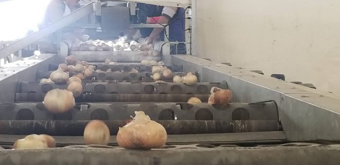 Estiman que la producción y exportación de cebolla dulce crecerá 10 veces este año