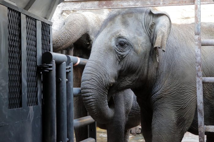 Día del Animal: Mendoza prepara el traslado de Pocha y Guillermina al Santuario de Elefantes en Brasil