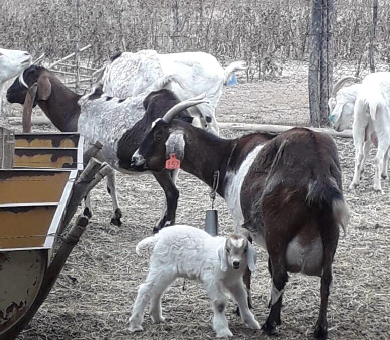 Innovación ganadera en Mendoza: nació el primer cabrito de raza criolla obtenido por semen criopreservado y en contraestación