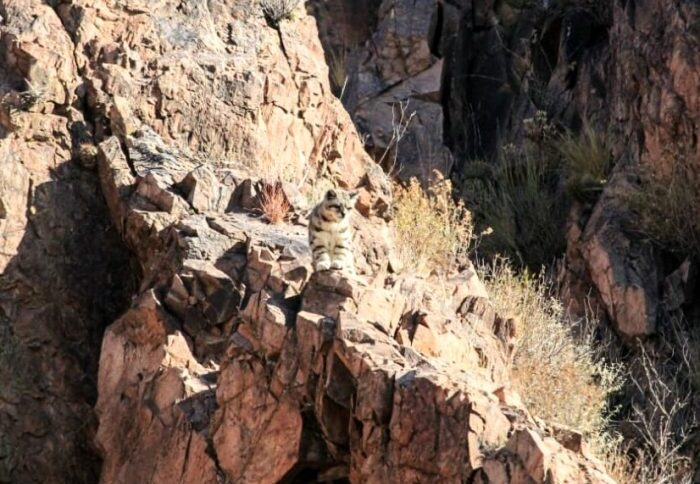 Un guía visualizó un gato andino en el departamento de San Rafael