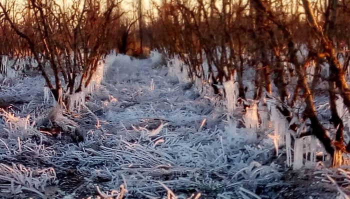 Heladas tardías: Mendoza anunció nuevas zonas incluidas en emergencia o desastre agropecuario