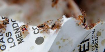El Iscamen lanza alertas fitosanitarias y momento oportuno para la aplicación de agroquímicos
