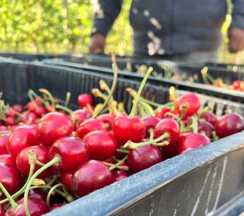 Cerezas: comenzó la temporada de cosecha en algunas partes de la provincia de Mendoza