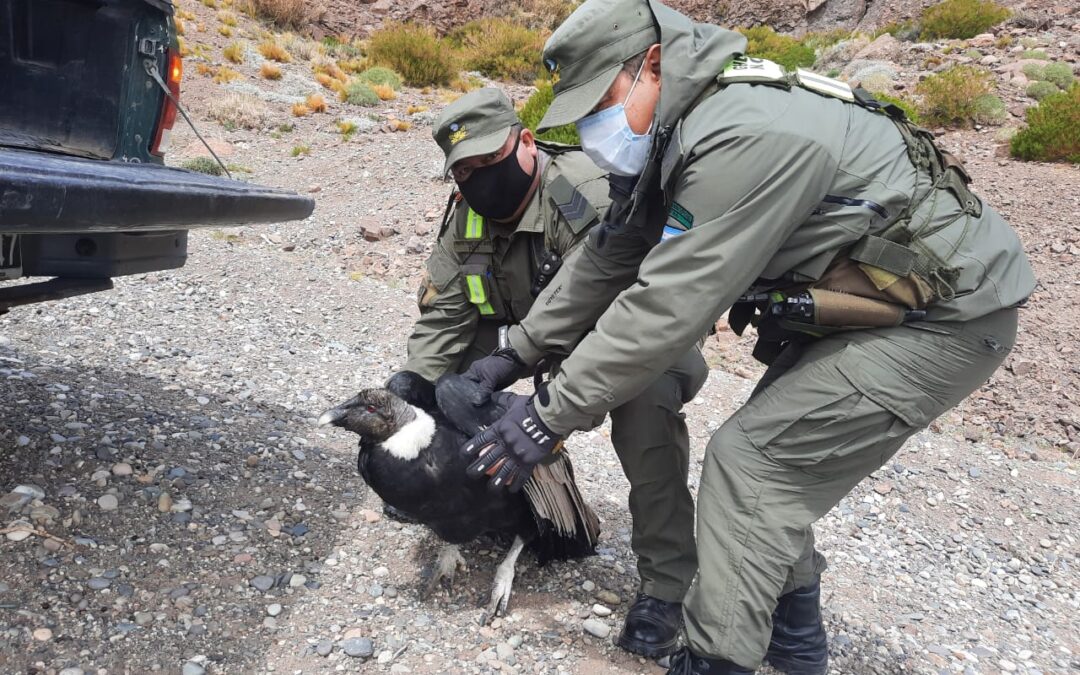 Rescatan a un cóndor andino que se encontraba a la vera del camino
