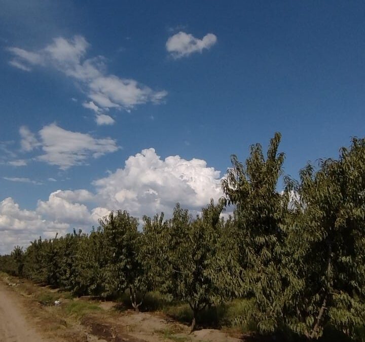 Miércoles con poco cambio de la temperatura en la provincia de Mendoza