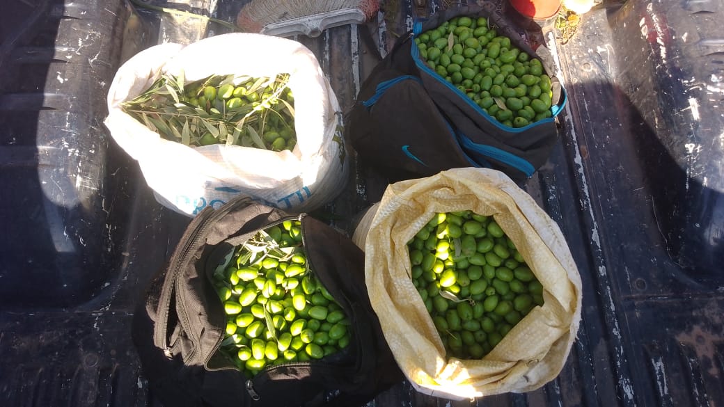 Cuatro personas fueron detenidas por robar aceitunas