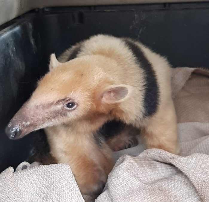 Derivaron al oso melero rescatado a un centro de conservación en Corrientes