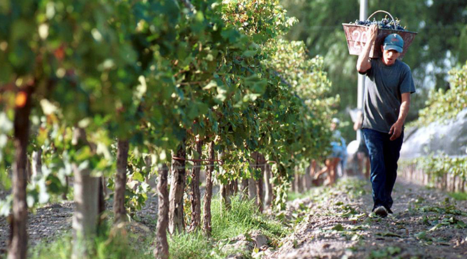 Invitan a productores mendocinos a participar de los premios Argentina Orgánica 2023