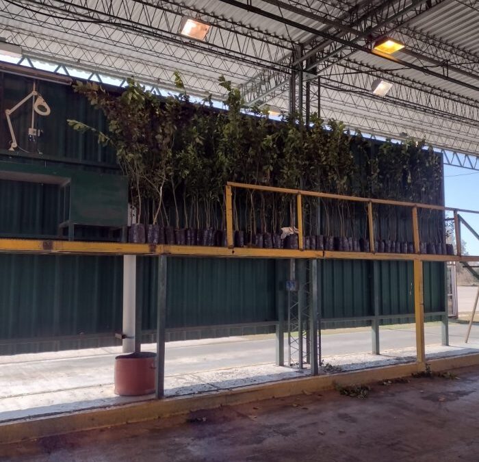 ISCAMEN decomisó plantas cítricas en el puesto de control de Desaguadero