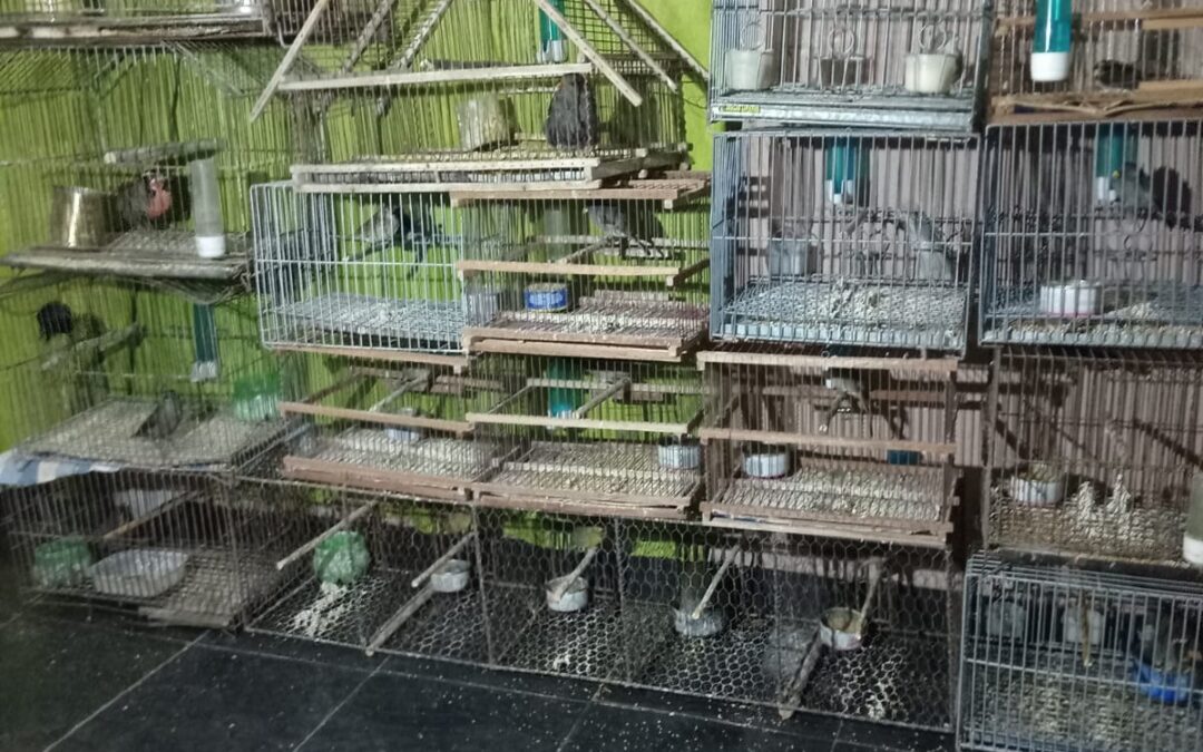 Secuestraron 23 aves de diferentes especies en San Rafael